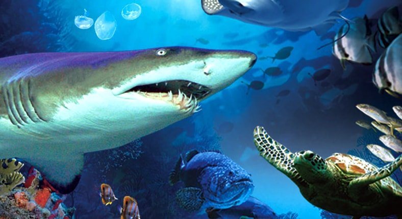 Aquaria KLCC Aquarium Attraction
