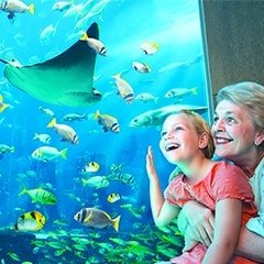 Lost Chambers Aquarium